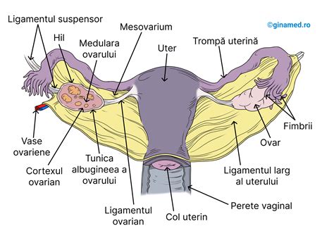 osteocondroza de gradul I al colului uterin